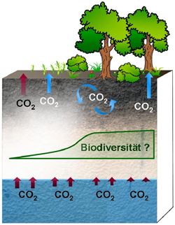 Abb. 1: Schematische Darstellung der möglichen Auswirkungen flächenhafter CO2-Flüsse durch den Boden bei unterschiedlichen Flussdichten z.B. auf die Biodiversität in und auf Böden 