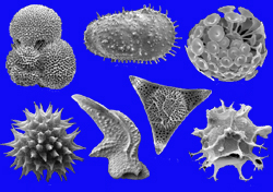 Mikrofossilien aus dem Tier- und Pflanzenreich