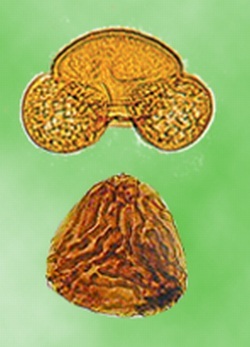 Oben: Kiefernpollen aus dem Quartär, Unten: (Farn-)Spore aus dem Oberen Jura