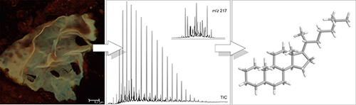 Mikroskopisches Bild einer Algenhülle in einem Sedimentgestein und der chromatographische und massenspektrometrische Nachweis eines Biomarkers