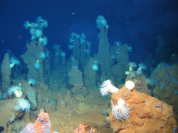 Schwarze Raucher mit Seeanemonen und orangebraune Massivsulfid-Bruchstücke aus dem deutschen Lizenzgebiet im Indischen Ozean